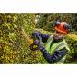 DEWALT® - TAILLES HAIES XR 18 V 5 Ah NU - 55 CM
