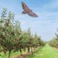 RIBIMEX® - CERF-VOLANT EFFAROUCHEUR D’OISEAUX MODÈLE FAUCON – 3,70 M